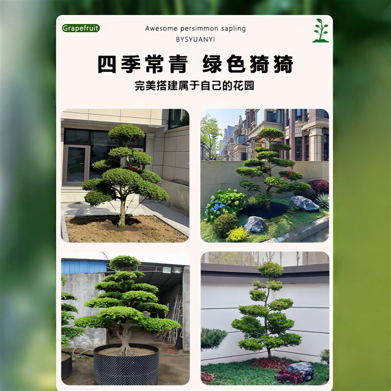 黄杨造型树桩大瓜子黄杨老桩盆景庭院别墅造型绿化植物小叶黄杨树