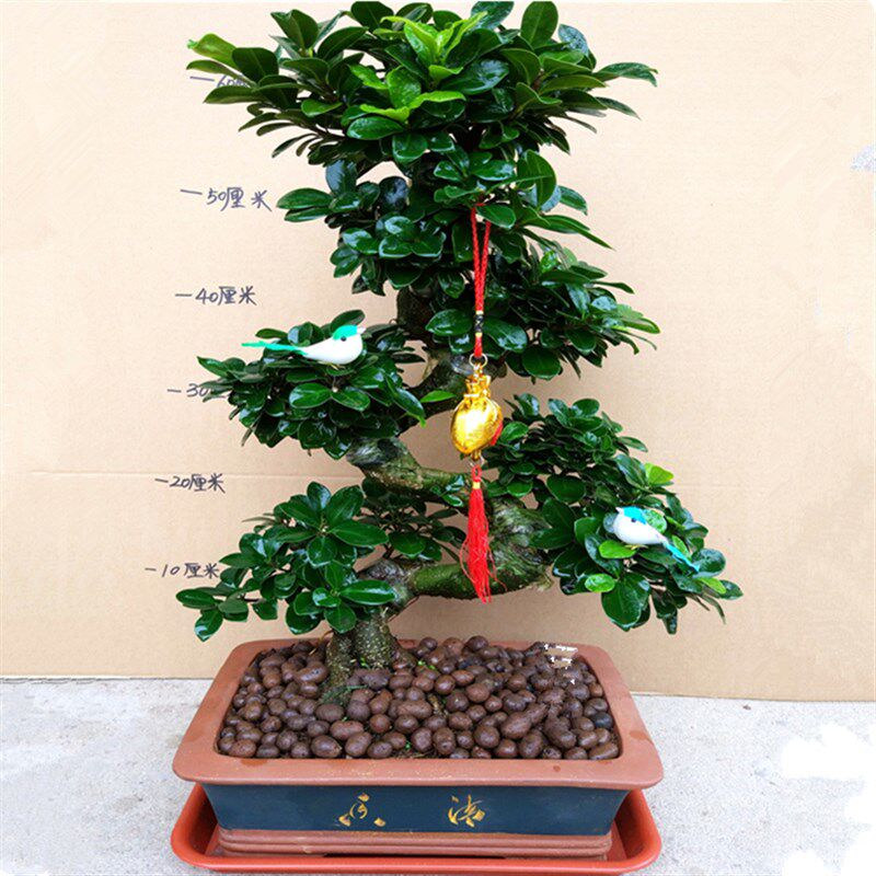 绿植盆栽花卉小叶榕树盆景树桩 植物室外阳台S造型榕树人参榕易养