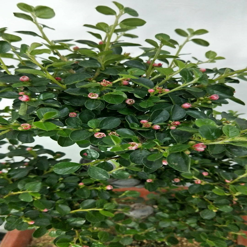 珍珠梅盆景花卉珍珠梅平枝栒子盆栽花带花盆景植物