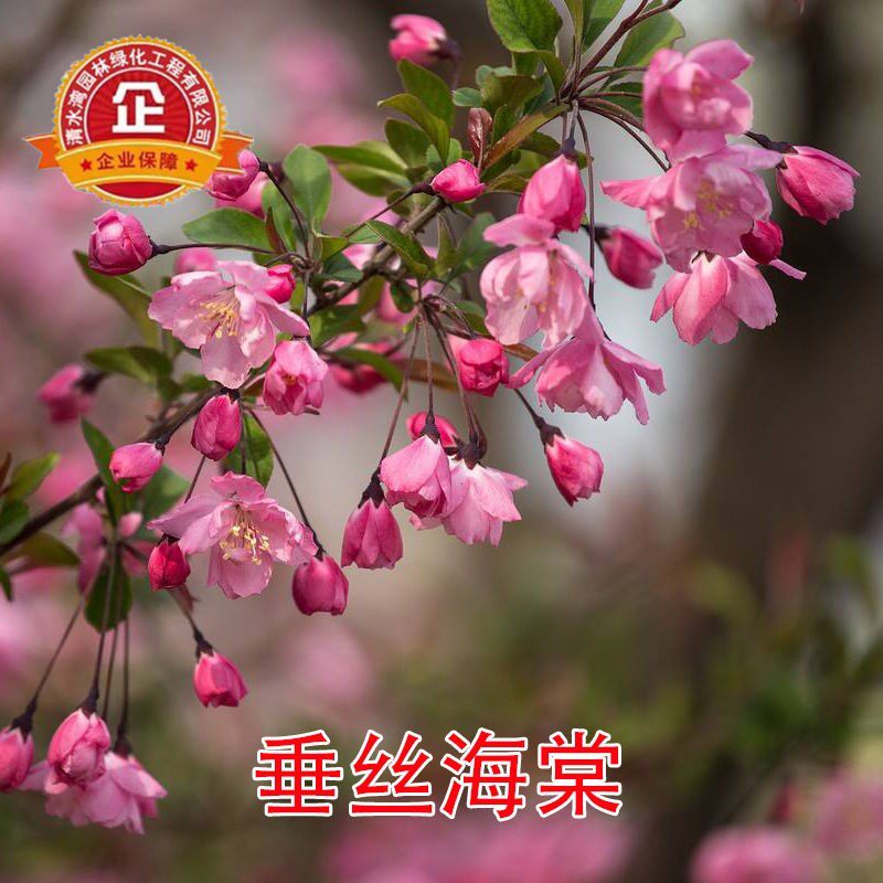 海棠树苗海棠苗海棠花盆栽西府垂丝北美红宝石庭院花卉植物绿化苗