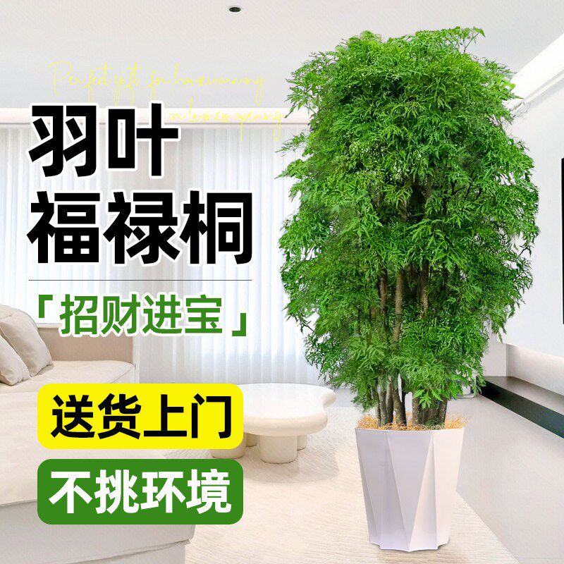 福禄桐盆栽室内大型绿植高级感客厅落地植物金钱兜羽叶好养招财