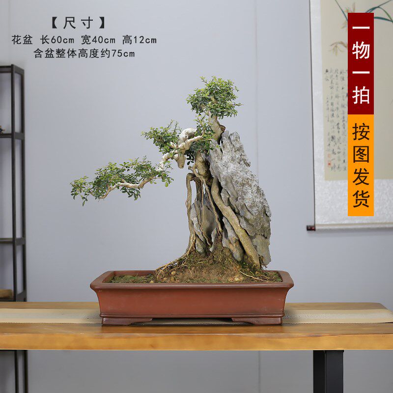 大型提根对节白蜡造型盆景植物室内客厅茶室办公室盆栽阳台绿植
