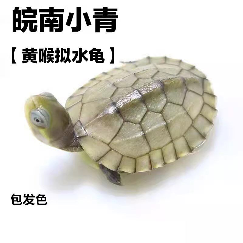正宗黄喉拟水龟三黄小青北石龟石金龟观赏龟小宠物龟苗活体物乌龟