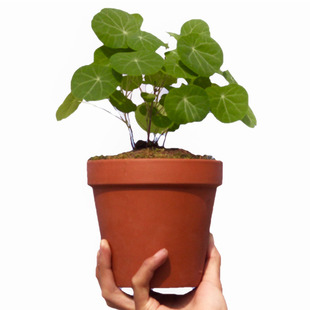云南特色多肉山乌龟红藤山乌龟植物绿藤血藤爬藤绿植包活室内耐阴