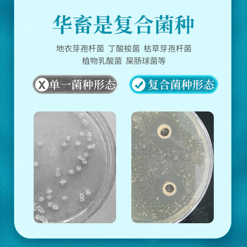 华畜EM菌浓缩粉复合芽孢杆菌500g 水产养殖用益生菌原种液