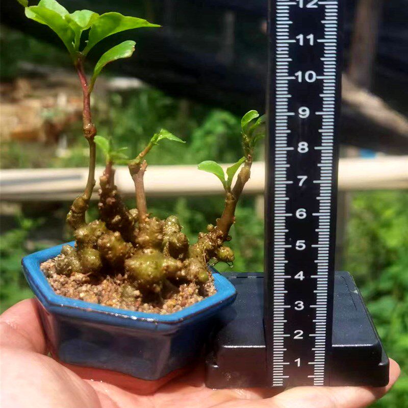 藤三七微盆景坨三七盆栽爬藤植物茶台小绿植观赏种苗室内净化空气