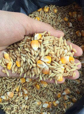 农家稻谷小麦玉米粒籽杂粮鸽粮鸡鸭鸟食鸽子打窝宠物饲料50斤包邮