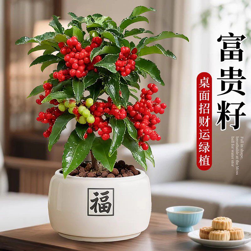 富贵籽盆栽金玉满堂植物耐寒室内大型绿植花卉盆景带果发货年宵花
