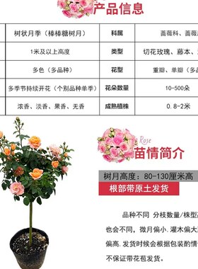 嫁接树桩月季花苗棒棒糖树状月季浓香玫瑰树庭院盆栽地栽四季开花