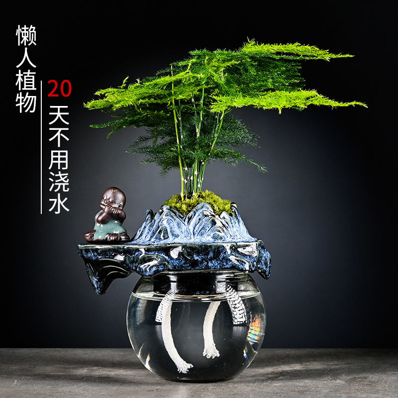 文竹栀子花水养创意懒人自动吸水盆栽花卉室内办公室网红创意植物
