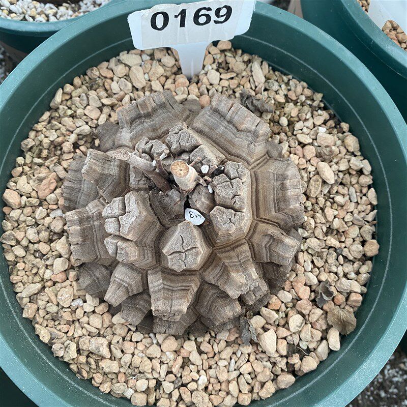 南非龟甲龙 两百元以上 多颗供君选择  块根 多肉植物 盆栽 观赏