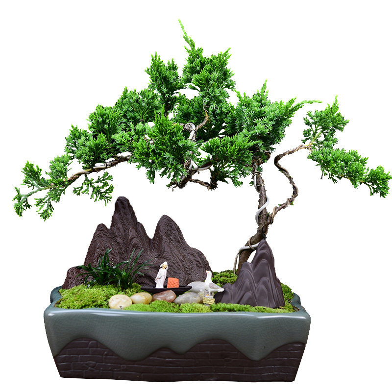 真松柏盆景悬崖式老桩造型盆栽客厅办公室内盘景植物好养四季常青