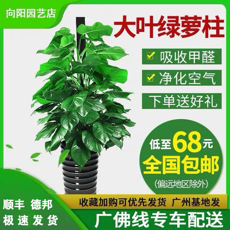 大叶绿萝柱盆栽客厅室内办公室净化空气吸甲醛大绿箩柱绿植物包邮