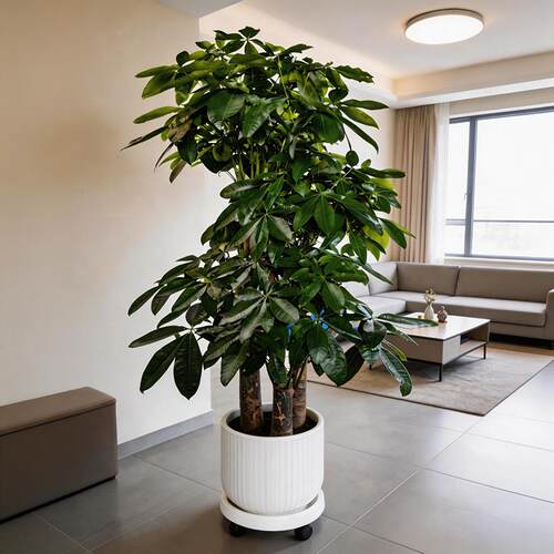 发财树客厅盆栽大棵招财树室内大型绿植物落地办公室开业送礼盆景