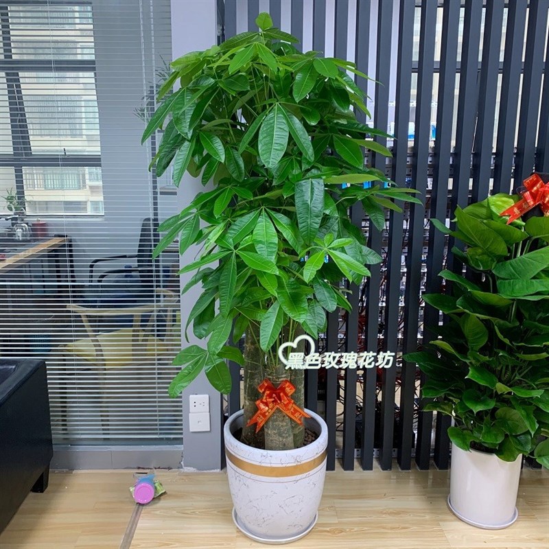 深圳发财树大盆栽大型大棵室内绿植开业乔迁送礼植物客厅吸收甲醛
