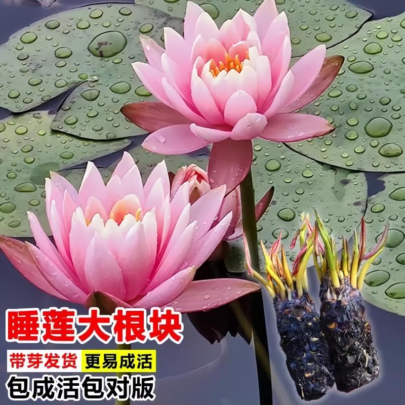 睡莲水培植物带花苞四季水养荷花水莲花盆栽花卉水池塘大睡莲根块