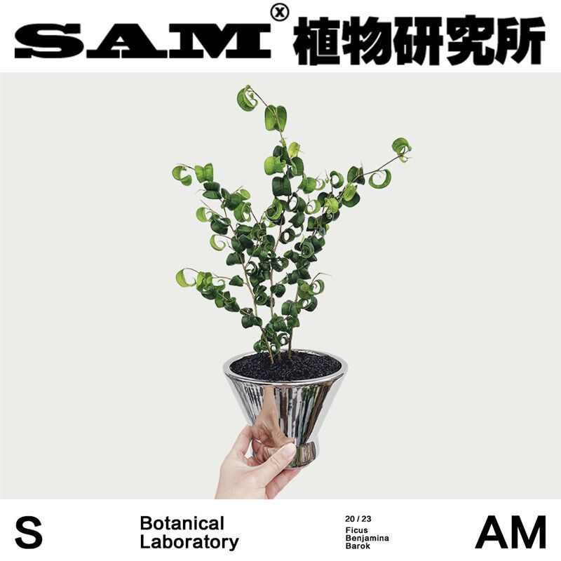 SAM植物研究所/卷叶榕/网红植物/INS绿植/室内盆栽/易养护
