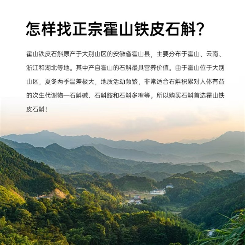 霍山铁皮石斛苗石斛盆栽绿植苗可食用能开花霍山产地直发