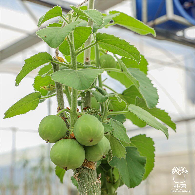 【朴原】圣果西番莲 adenia keramanthus 潮流块根多肉盆栽植物