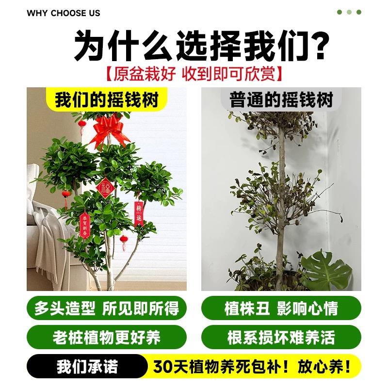摇钱树盆栽金钱榕办公室大型发财树乔迁之喜室内客厅绿植招财榕树