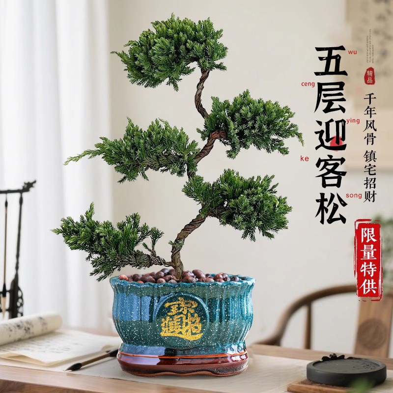 五层塔松迎客松绿植老桩盆景贺礼乔迁济州真柏办公室盆栽开