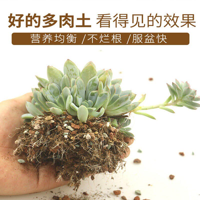 多肉专用颗粒土营养土多肉植物花土壤基质铺面扦插基质泥炭种植土