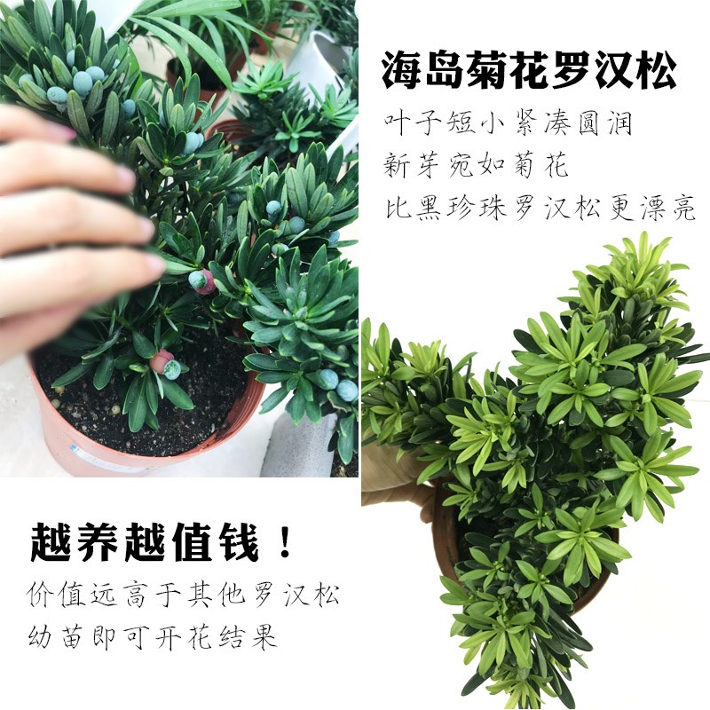 高端罗汉松盆景真树海岛菊花心台湾金钻迎客松造型老桩大型庭院
