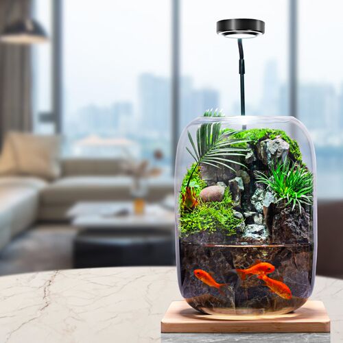 时来运转苔藓微景观流水款养鱼缸真植物生态瓶办公室成品室内送礼