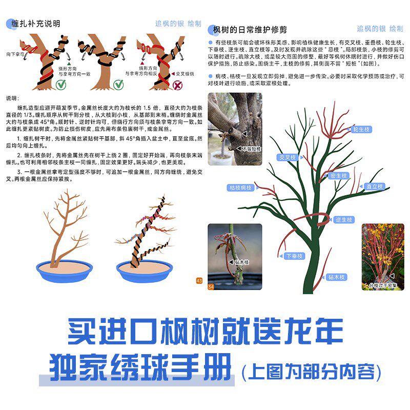 进口羽毛枫树橙色蕾丝月升金隐泰勒原生羽毛枫树苗园林庭院常绿化