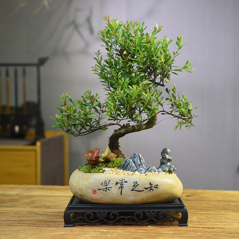 小叶赤楠老桩盆景植物花卉微景观办公室内好养四季常青盆栽礼品