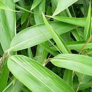 大叶竹子苗 阔叶箬竹盆栽庭院种植四季常绿 别墅小区观赏绿化用苗
