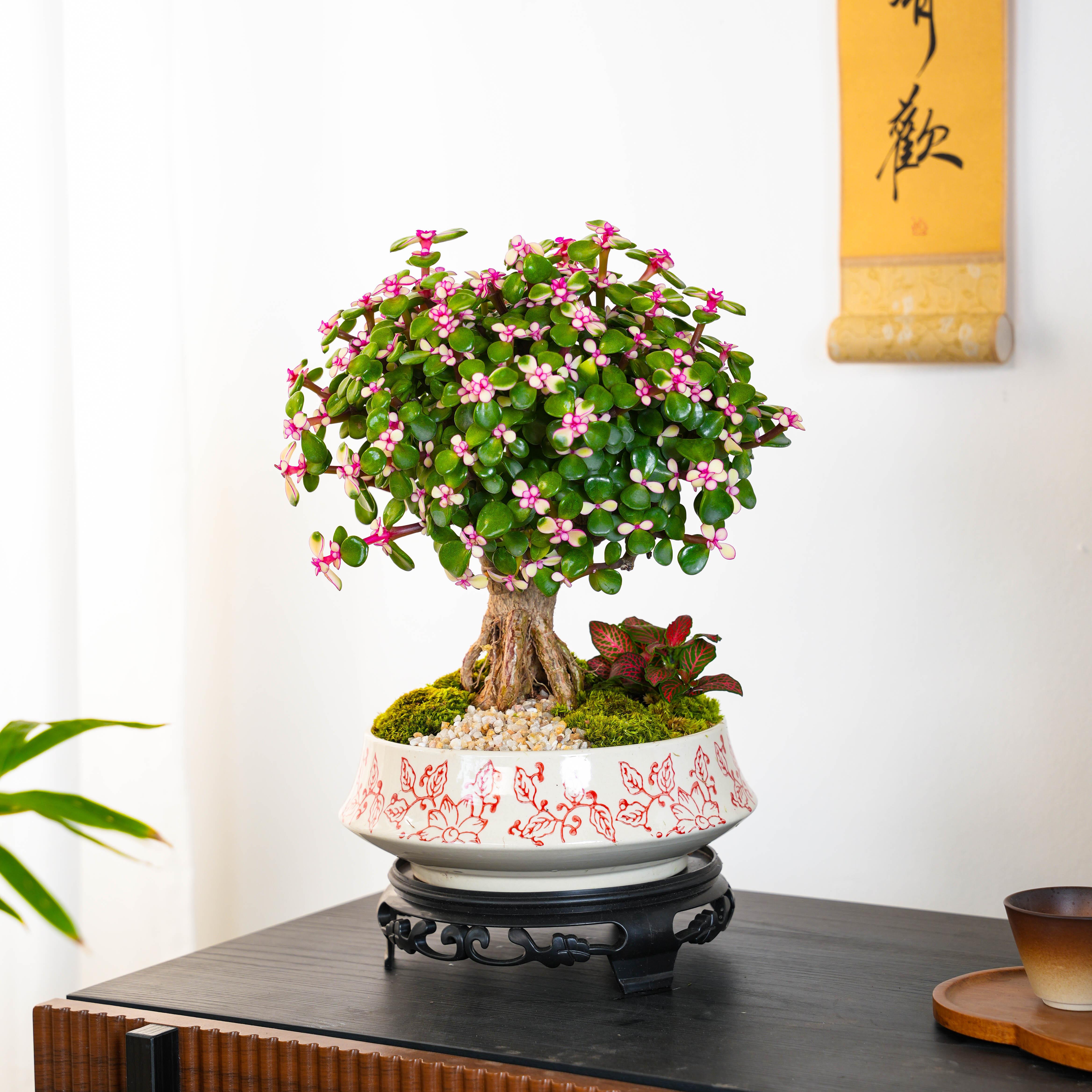 金枝玉叶老桩盆栽多肉植物室内茶桌绿植盆景造型花卉植物桌面摆件