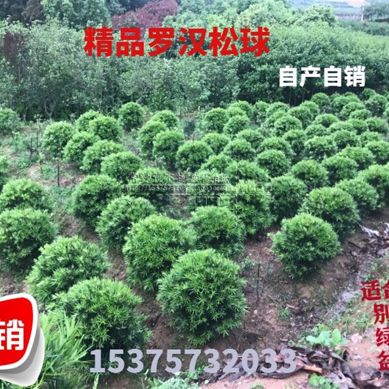 罗汉松球 精品罗汉松球 盆栽庭院常绿植物 树冠60-1.7米 包邮