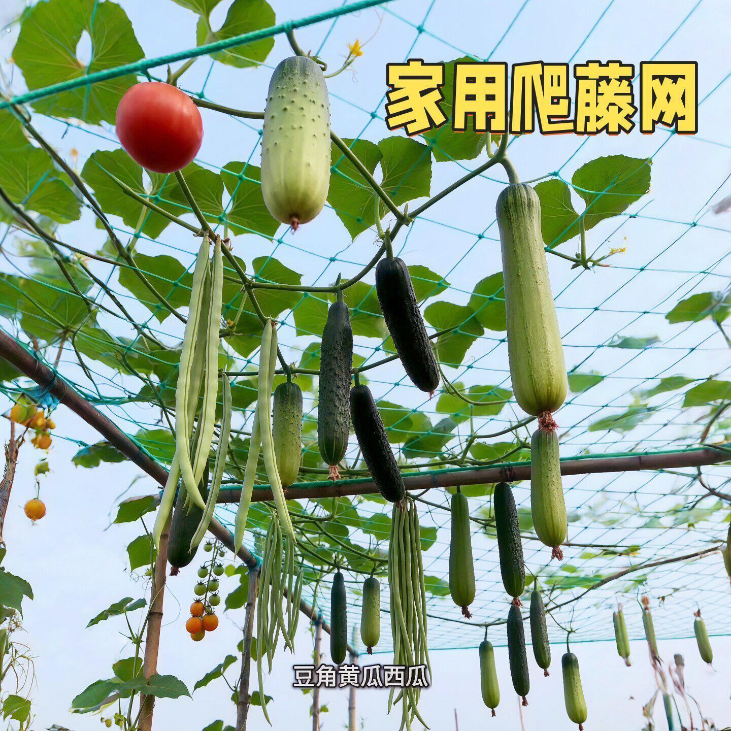 爬藤网植物攀爬网丝瓜黄瓜豆角瓜果百香果月季种植网农用攀爬网子