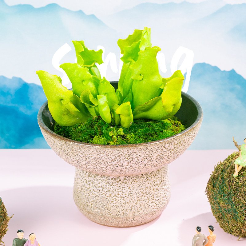 萤光绿色紫瓶/颜色靓丽/高端食虫植物热植观叶/办公室桌面小盆栽