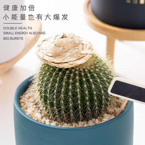 仙人球组合套餐开花仙人掌植物盆栽小礼物宿舍花卉桌面绿植多肉花