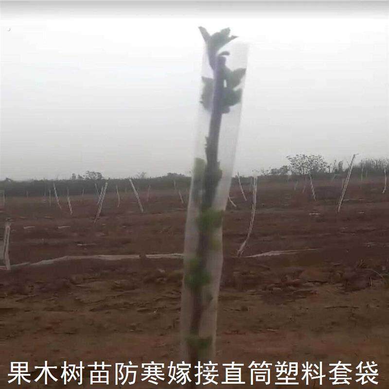 直筒袋子小树苗防冻套袋果木防寒防风嫁接套袋直筒袋塑料发批定制