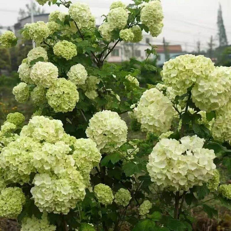 欧洲木绣球独杆大苗棒棒糖老桩树绣球/木绣球/圆锥乔
