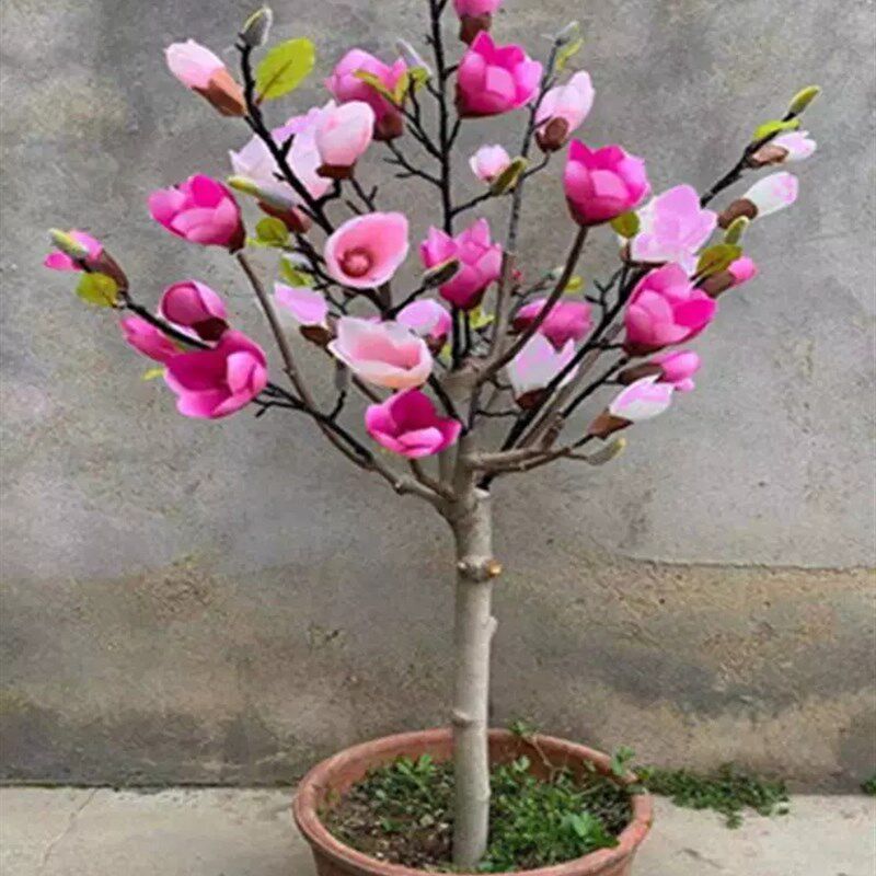 矮化玉兰树苗盆地栽盆景白红紫玉兰花苗别墅阳台庭院花卉木本植物