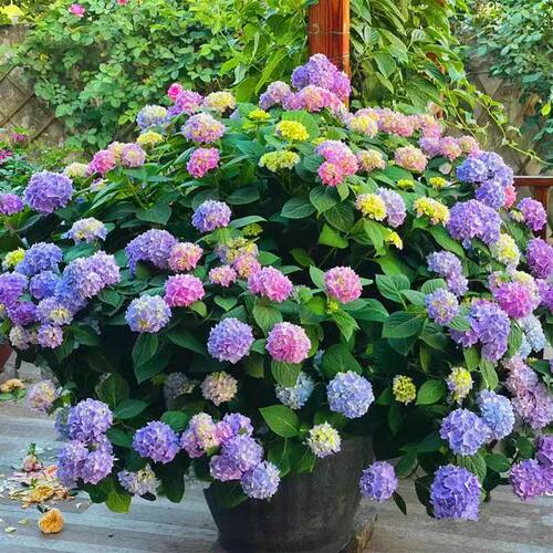 绣球花苗盆栽带花苞无尽夏绣球花阳台庭院花园花卉圆锥绣球石灰灯