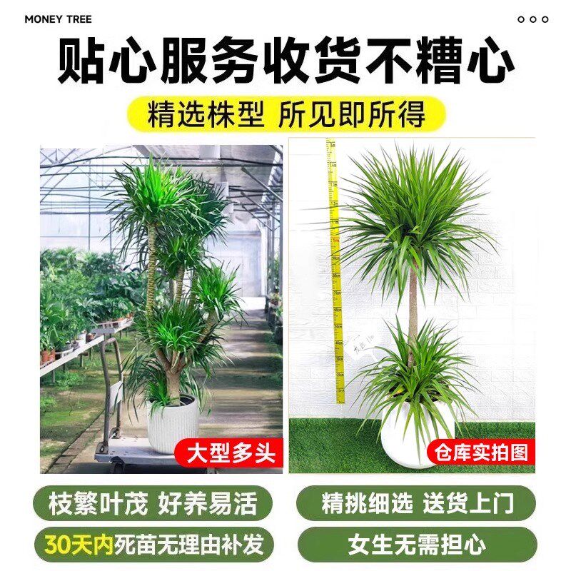 龙血树客厅绿植大盆栽多头龙须龙铁树乔迁大型室内落地植物千年木