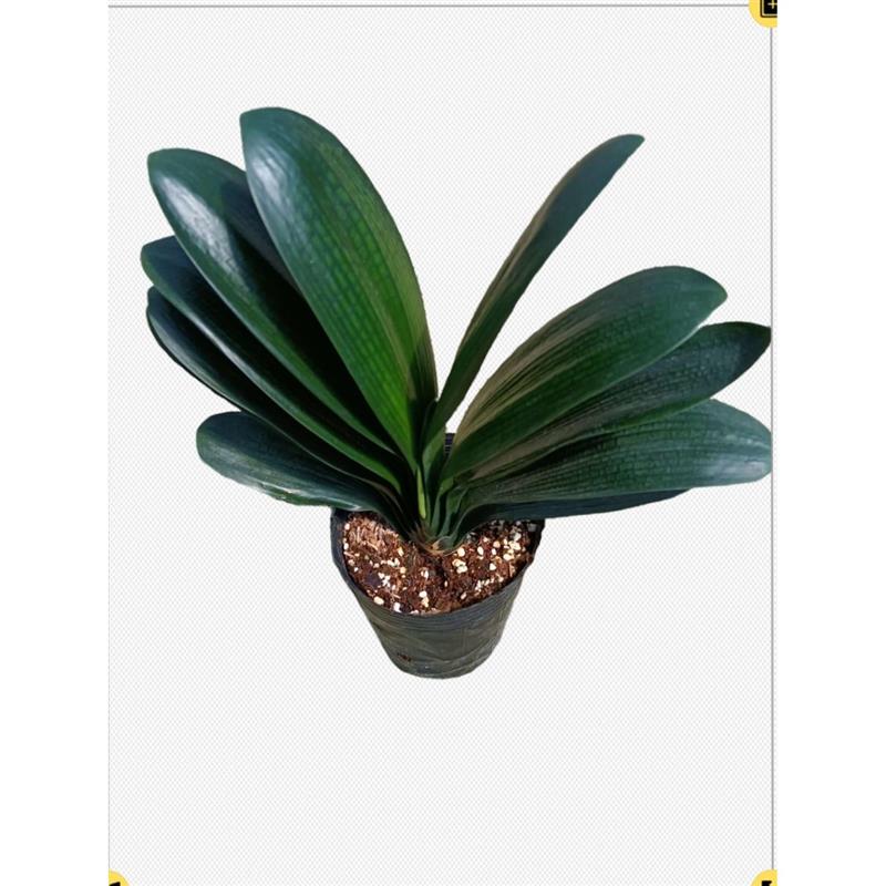 特级君子兰盆栽带花植物多年大颗成兰精品圆头立板当年可开花绿植