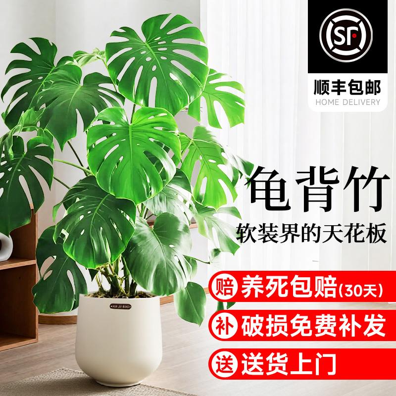 龟背竹大叶开背大型绿植高端大气室内大盆栽老桩提根大叶开背好养