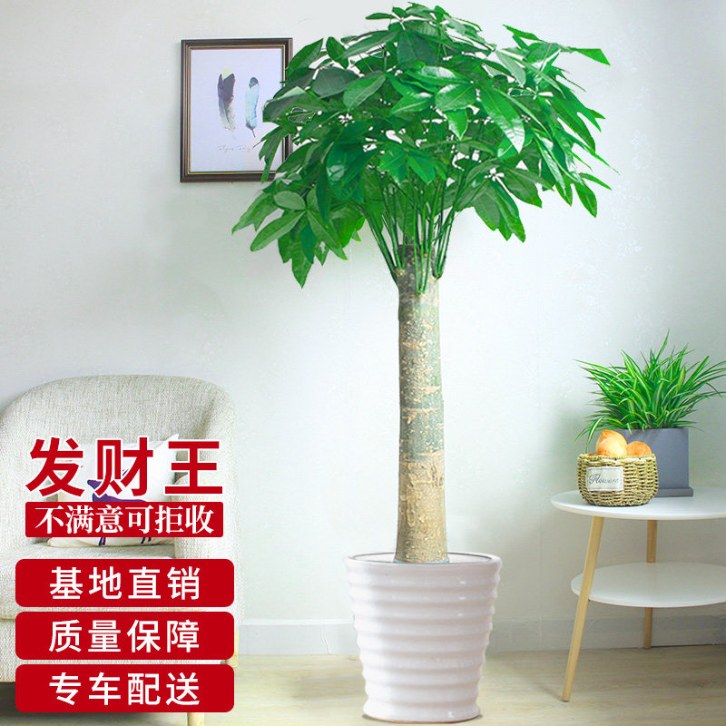 北京送货发财树室内大型独杆盆栽客厅办公室绿植物招财树开业礼品