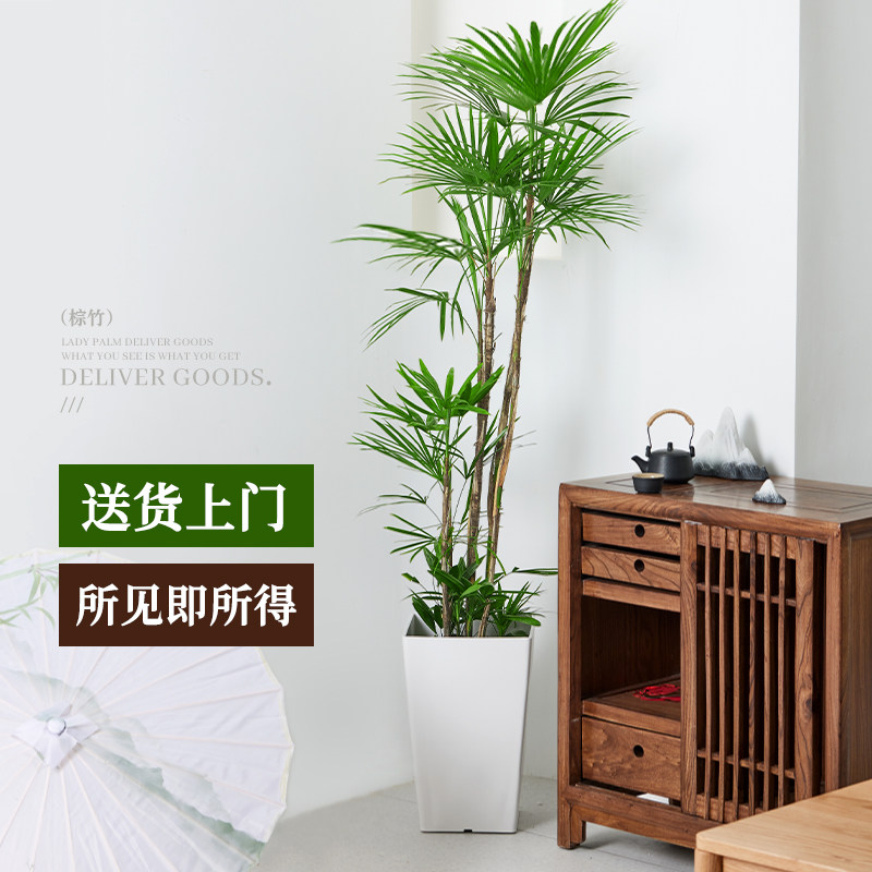 金山棕竹盆栽大型室内植物客厅电视柜旁绿植好养易活盆栽盆景花卉