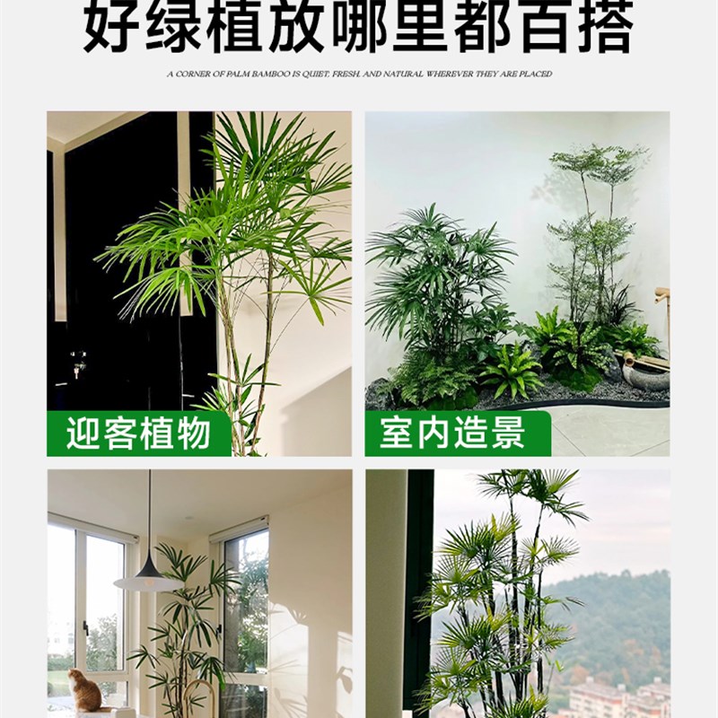 金山棕竹盆栽大型室内植物客厅电视柜旁绿植好养易活盆栽盆景花卉