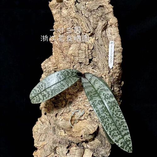 葡萄牙软木板 板植兰花视频全过程 洋兰爱好者晒图
