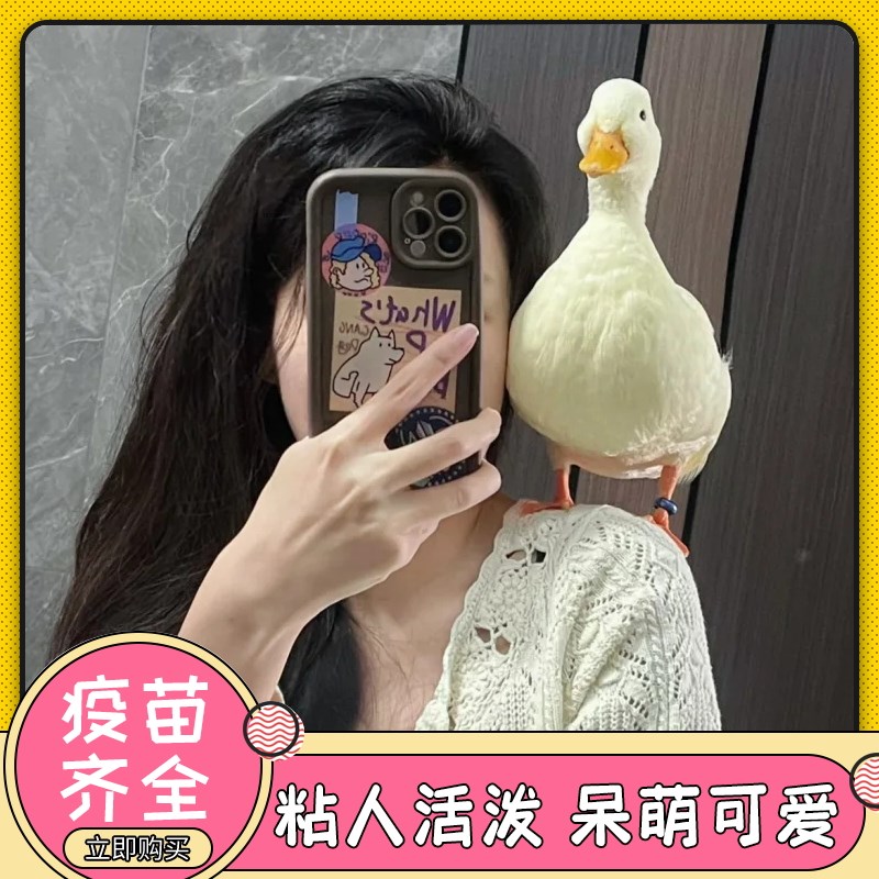 柯尔鸭活宠物幼崽网红鸭子柯尔鸭一公一母柯尔鸭纯种活苗成年s级