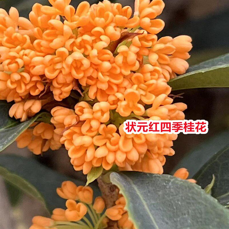 桂花树苗正宗状元红丹桂花当年开花清香绿植一物一拍南方盆栽树苗