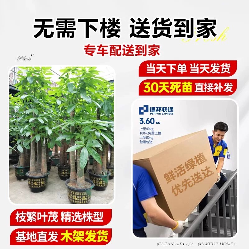 深圳发财树室内客厅办公室招财乔迁新居绿植大型植物盆栽同城配送